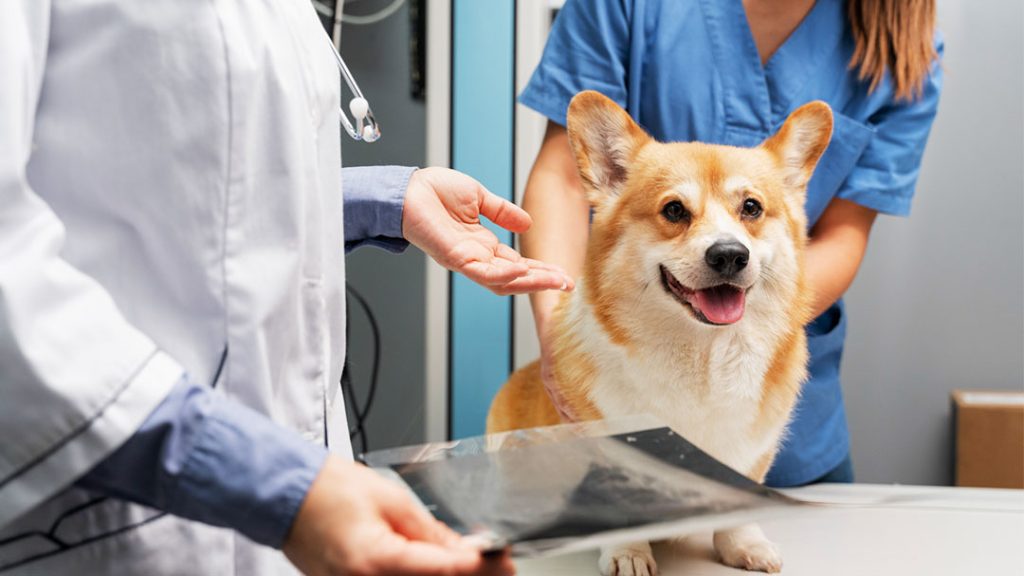 Veterinarians examining a corgi using X-ray imaging in a veterinary clinic, with one holding an X-ray film while another supports the dog.