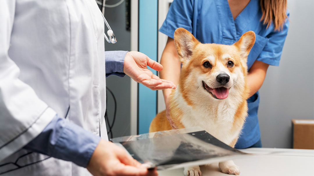 Veterinarians examining a corgi using X-ray imaging in a veterinary clinic, with one holding an X-ray film while another supports the dog.