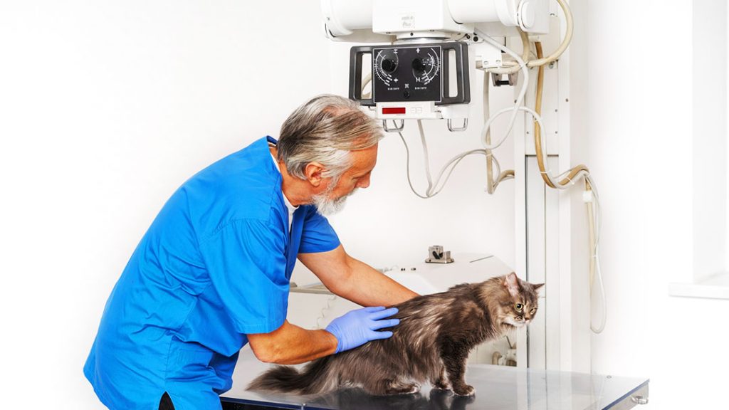 A veterinarian positioning a cat for a radiographic examination using digital X-ray equipment in a veterinary clinic.