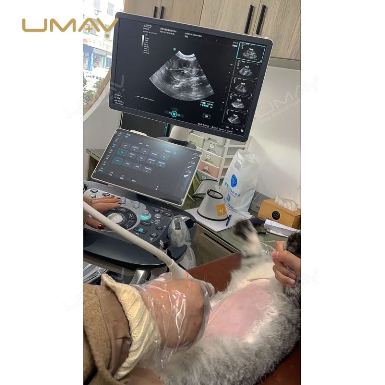 Veterinary Ultrasound Machine Vetus 60 for Multi-Species Imaging and Diagnosis-4