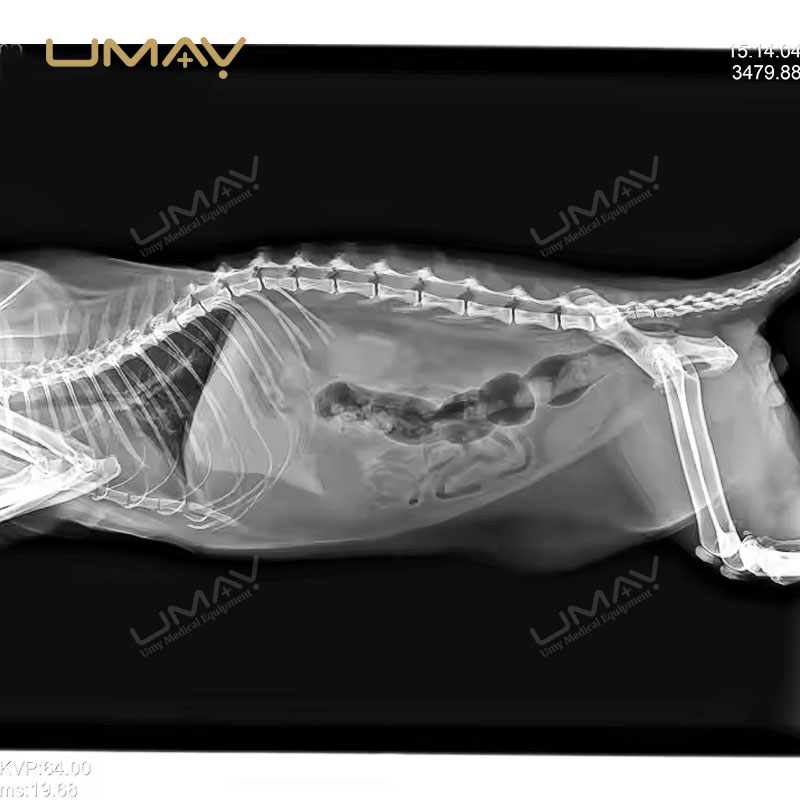 1717 Wired Flat Panel Detector for Human and Veterinary DR Imaging Systems