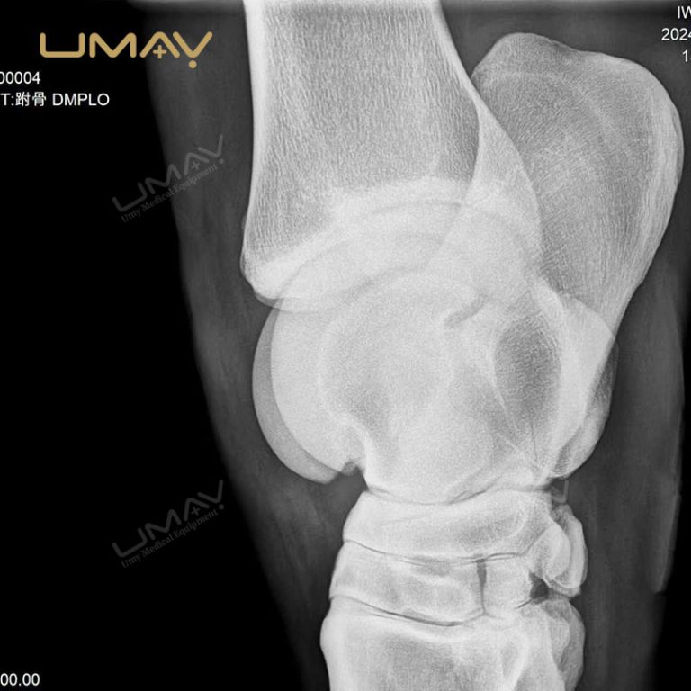 Vet Compact X-Ray Imaging System with Flat Panel Detector for Equine Leg Diagnosis-8