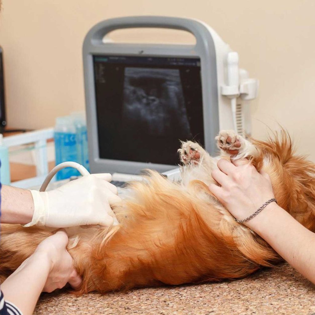 Veterinary-clinics