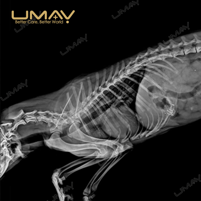 UMDRXY003 20/32kW Veterinary Digital X-Ray Machine with 17×17 FPD - Image 8