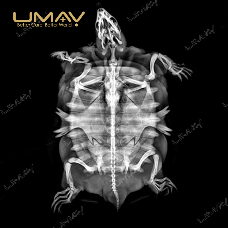 UMDRXY003 20/32kW Veterinary Digital X-Ray Machine with 17×17 FPD - Image 7